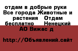 отдам в добрые руки - Все города Животные и растения » Отдам бесплатно   . Ненецкий АО,Вижас д.